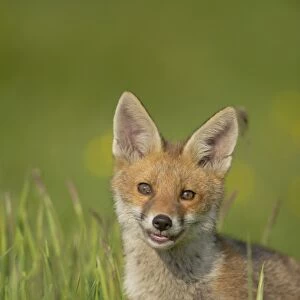 European Red Fox (Vulpes vulpes) cub, alert, standing in meadow, Derbyshire, England, june