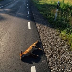 European Red Fox (Vulpes vulpes) dead adult, roadkill casualty on road, Sweden, july