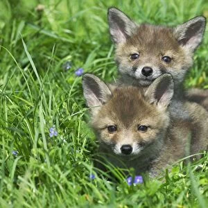 European Red Fox (Vulpes vulpes) two young cubs, resting together in grass, Normandy, France
