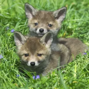 European Red Fox (Vulpes vulpes) two young cubs, resting together in grass, Normandy, France European Red Fox (Vulpes vulpes) two young cubs, resting together in grass, Normandy, France