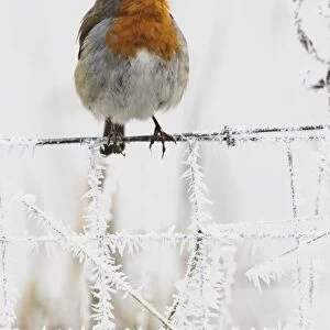 European Robin (Erithacus rubecula) adult, perched on frost covered wire fence, West Midlands, England, december