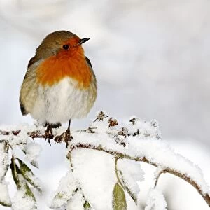European Robin (Erithacus rubecula) adult, perched on snow covered stem, West Midlands, England, december