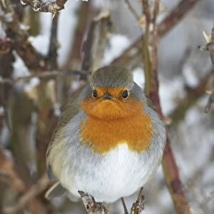 European Robin (Erithacus rubecula) adult, perched in snow covered hedge, Scotland, winter