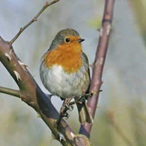 European Robin (Erithacus rubecula) adult, perched on rose bush in garden, West Sussex, England, january