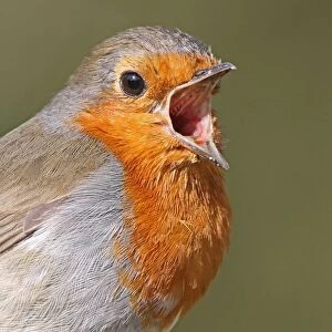 European Robin (Erithacus rubecula) adult, singing, close-up of head, West Sussex, England, april