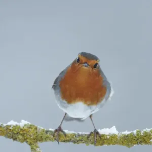 Prints of : UK Garden Birds