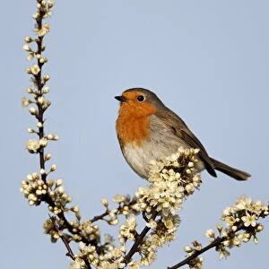 European Robin (Erithacus rubecula) adult, perched on twig with blossom, Warwickshire, England, april