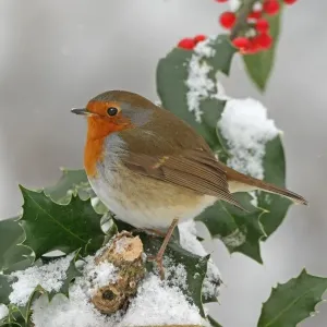 European Robin perched on snow-covered European Holly Print European Robin perched on snow-covered European Holly Print
