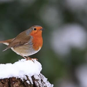 European Robin (Erithacus rubecula) adult, perched on snow covered stump, Whitlingham Country Park, River Yare