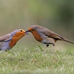 European Robin (Erithacus rubecula) adult pair, bonding by courtship feeding, on garden lawn