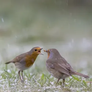European Robin (Erithacus rubecula) adult pair, courtship feeding, on garden lawn in falling snow, Bentley, Suffolk European Robin (Erithacus rubecula) adult pair, courtship feeding, on garden lawn in falling snow, Bentley, Suffolk