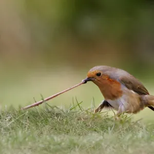 European Robin Print: Adult tugging earthworm on garden lawn European Robin Print: Adult tugging earthworm on garden lawn