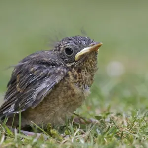 European Robin Fledgling Print European Robin Fledgling Print