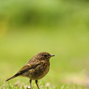 European Robin (Erithacus rubecula) juvenile, standing on grass, New Forest, Hampshire, England, July