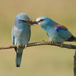 European Roller (Coracias garrulus) adult pair, courtship feeding, male passing insect to female, Hungary European Roller (Coracias garrulus) adult pair, courtship feeding, male passing insect to female, Hungary