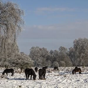 Exmoor ponies have been introduced to Knettishall Heath to help maintain the more open Breck Heath landscape