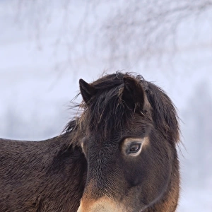 Exmoor Pony, adult, close-up of head, on snow covered heathland, used for conservation grazing, Ashdown Forest