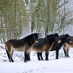 Exmoor Pony, four adults, standing on snow covered heathland, used for conservation grazing, Ashdown Forest
