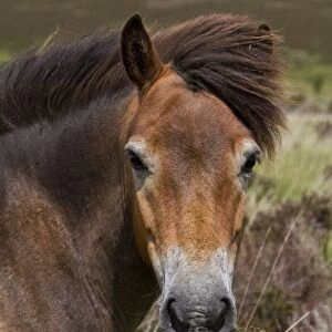 The Exmoor pony is a horse breed native to the British Isles, where some still roam as semi-feral livestock on Exmoor