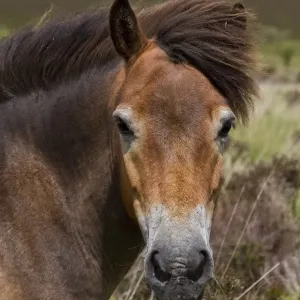 Il pony di Exmoor è una razza equina nativa delle isole britanniche, dove alcuni ancora vagano come bestiame semi-brado sull'Exmoor. Il pony di Exmoor è una razza equina nativa delle isole britanniche, dove alcuni ancora vagano come bestiame semi-brado sull'Exmoor.