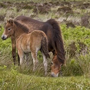 The Exmoor pony is a horse breed native to the British Isles, where some still roam as semi-feral livestock on Exmoor