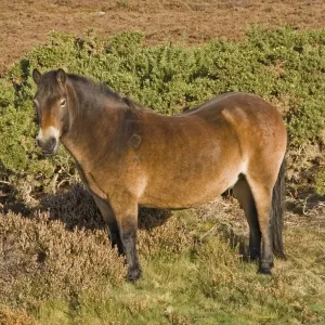Exmoor Pony, stallion, with diamond shaped identification mark, used for heathland management, Dorset, England, autumn Exmoor Pony, stallion, with diamond shaped identification mark, used for heathland management, Dorset, England, autumn