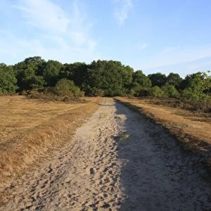 Exposed sandy soil on track in lowland heathland reserve, Wortham Ling, Upper Waveney Valley, Suffolk, England, june