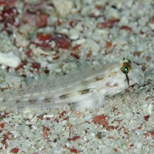 Eyebar Goby Gnatholepsis anjerensis adult, resting on sand, Pantar Island, Alor Archipelago, Lesser Sunda Islands