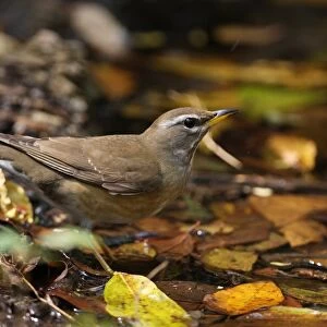 Eyebrowed Thrush (Turdus obscurus) immature, first winter plumage, drinking from pool, Kaeng Krachan N. P. Thailand, january