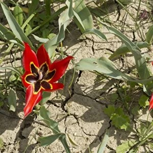 Eyed Tulip (Tulipa agenensis) flowering, growing in arable field, Cyprus, March