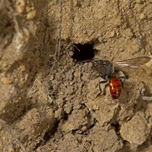Fabricius Nomad Bee (Nomada fabriciana) adult, at burrow of Mining Bee (Andrena bicolor) host, Norfolk, England, April