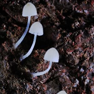 Fairy Inkcap (Coprinellus disseminatus) fruiting bodies, growing in cave, Italy, july
