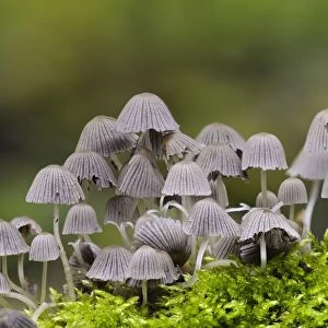 Fairy Inkcap (Coprinellus disseminatus) fruiting bodies, group growing amongst moss, Sir Harold Hillier Gardens