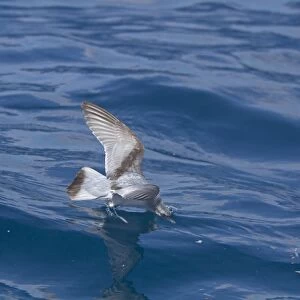 Fairy Prion (Pachyptila turtur) adult, in flight over sea, feeding at surface of water, New Zealand, november