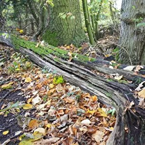 Fallen and decaying tree trunk in woodland, with moss and fallen leaves, Vicarage Plantation, Mendlesham, Suffolk