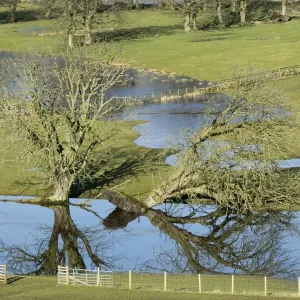 Fallen tree and floodwater on pasture in valley farmland, Burtersett, Wensleydale, Yorkshire Dales N. P Fallen tree and floodwater on pasture in valley farmland, Burtersett, Wensleydale, Yorkshire Dales N. P