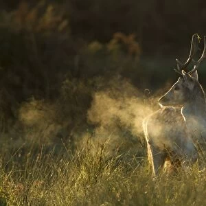 Fallow Deer (Dama dama) buck, breath condensing in cold air at dawn, during rutting season, Leicestershire, England, november