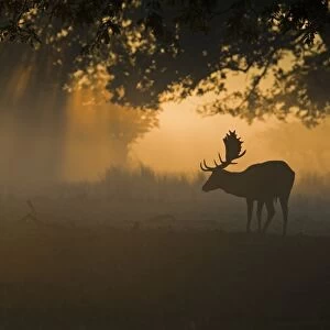 Fallow Deer (Dama dama) buck, silhouetted at dawn during rutting season, Helmingham Hall Deer Park, Suffolk, England