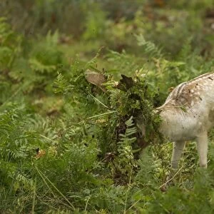 Fallow Deer (Dama dama) buck, thrashing bracken with antlers, during rutting season, Leicestershire, England, October