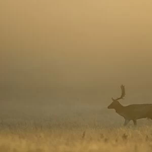 Fallow Deer (Dama dama) buck, walking in mist at dawn, during rutting season, Leicestershire, England, November
