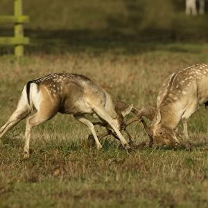 Fallow Deer (Dama dama) two bucks, fighting, during rutting season, Leicestershire, England, October