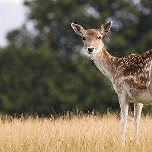 Fallow Deer (Dama dama) doe, standing in grass, Knole Deer Park, Sevenoaks, Kent, England, september