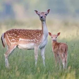 Fallow Deer Doe with Fawn Print Fallow Deer Doe with Fawn Print