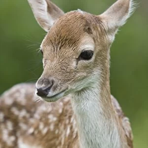 Fallow Deer (Dama dama) fawn, close-up of head, England, spring