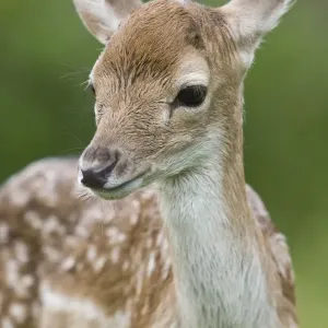 Fallow Deer (Dama dama) fawn, close-up of head, England, spring Fallow Deer (Dama dama) fawn, close-up of head, England, spring