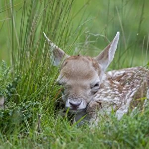 Fallow Deer (Dama dama) fawn, hiding in grass, Helmingham Hall Deer Park, Suffolk, England, june