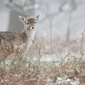 Fallow Deer (Dama dama) fawn, standing in snow covered woodland during snowfall, Kent, England, January