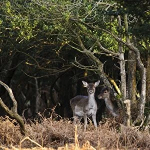 Fallow Deer (Dama dama) two fawns, peering out from amongst European Holly (Ilex aquifolium) trees in dense woodland