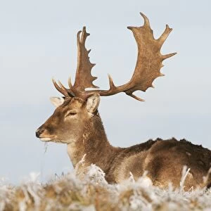 Fallow Deer (Dama dama) mature buck, resting on frosty grass, Kent, England, January