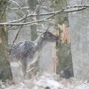 Fallow Deer (Dama dama) mature buck, feeding, stripping tree bark in snow covered woodland during snowfall, Kent